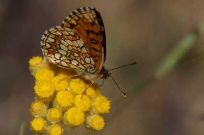 CABAÑEROS. RUTA DEL BOQUERON 36
